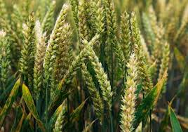 Crop Warning Agriculture Department Cautions Wheat Farmers On