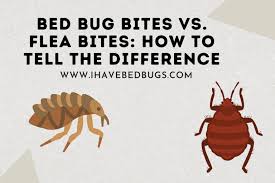 bed bug bites vs flea bites how to