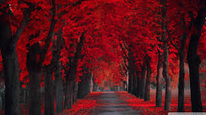 Image result for red leaves