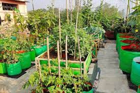 How To Make Terrace Garden In Low Cost