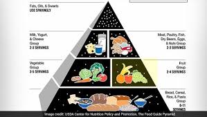 The Food Pyramid Should You Follow The Pyramid Theory To