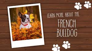 Сухой корм royal canin french bulldog 30 для щенков. French Bulldog Puppies For Sale Available In Phoenix Tucson Az