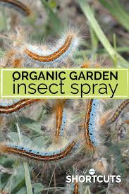organic garden insect spray recipe a