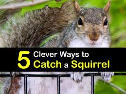 5 clever ways to catch a squirrel