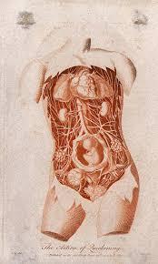 Internal organs print collection from media storehouse photo prints. Dissection Of The Torso Of A Pregnant Woman Showing The Internal Organs And The Foetus Colour Engraving By J Pass After D Dodd 1794 Wellcome Collection