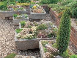 Growing Alpines In Troughs Sinks And