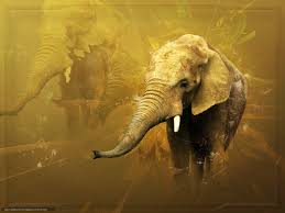wallpaper elephant 3d art
