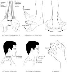 body movements anatomy physiology