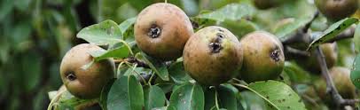 black spots on pears melinda myers