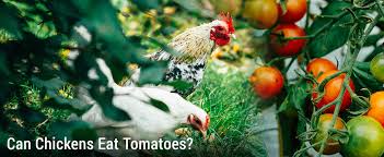 Can chickens eat tomatoes?