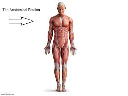 The human body is one complex network, universally accepted as the most intriguing construct. Anatomical Position And Directional Terms Anatomy And Physiology