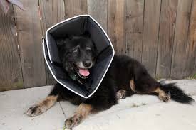 Comfy Cone Soft Cone Shaped Collar For Dogs And Cats