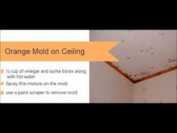 how to get rid of orange mold removal