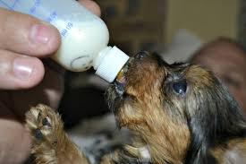 Crying newborn puppies may indicate problems with their environment, feed or a health issue. How To Bottle Feed Puppies A Step By Step Guide