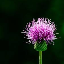 This way, you won't risk your yield, but you may lose the desired purple shades. How To Get Rid Of Thistle For Good Family Handyman