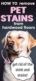dog smell stains hardwood floors