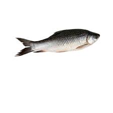 rohu fish in madhubani bihar at best