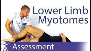 Myotomes Lower Limb Peripheral Neurological Examination