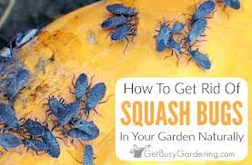 squash bugs naturally using organic