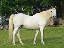 what-is-mature-female-horse-called