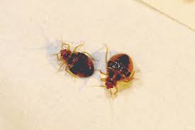 Bed Bug Life Cycle Eggs Nymphs Adult Stages