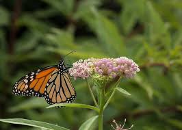 8 native milkweeds for monarch