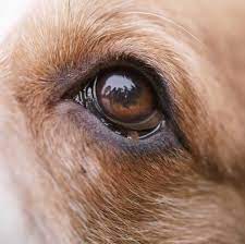 eyelid cysts in dogs faq with our