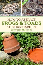 attract frogs and toads to your garden