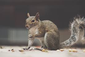 Alternatively, some have had success leaving treats for squirrels in a remote area away from the garden. How To Identify Pests In Your Attic By The Sounds You Re Hearing