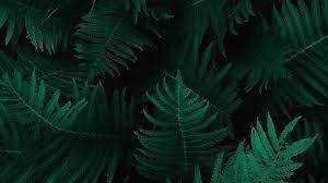Green Leaves Desktop Wallpapers - Top ...