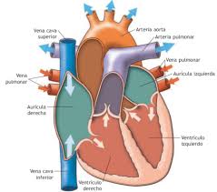 aparato cardiovascular y respiratorio