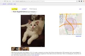 Olx karachi offers online local classified ads for cats. Craigslist Ragdoll Cat Adoption Beware And Help With A Name