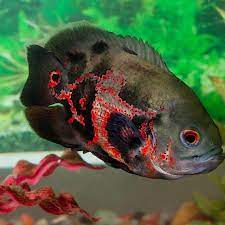 Ikan ini diidentikkan sebagai ikan cerdas dan juga menarik. Daftar Harga Ikan Oscar Bulan Juli 2021 Terbaru