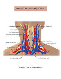 Like the jugular veins we have two common carotid arteries in our neck. Medical Illustration On Behance