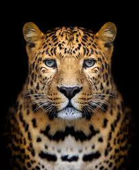 leopard images