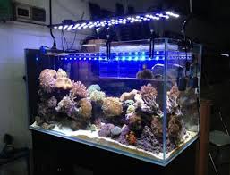 Kyocera Developed A Full Spectrum Led Aquarium Lighting Eneltec Group