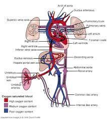 Image Result For Fetal Circulation Flow Chart In 2019