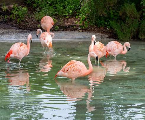 Como Park Zoo & Conservatory