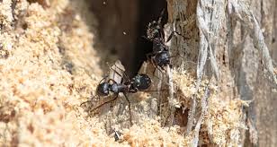 quand les fourmis posent problème les