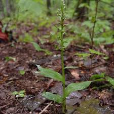 Coeloglossum viride (long-bracted green orchid): Go Botany