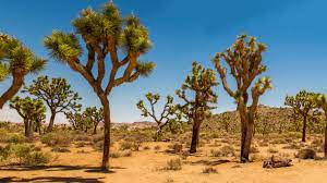 Joshua Tree Nationalpark, USA, Wüste ...