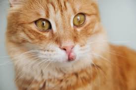 does your cat have a swollen lip 9