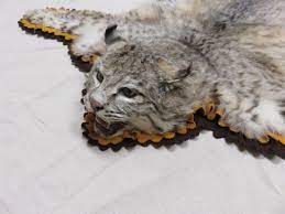 bobcat taxidermy rug c 103b mounts