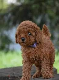 toy poodle dogs in cairo