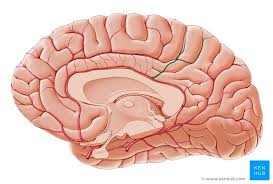 cingulate gyrus anatomy and function