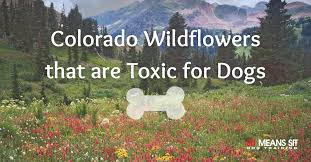 Colorado Wildflowers That Are Toxic For