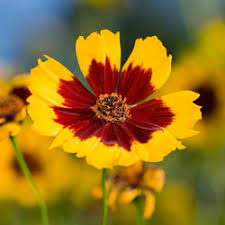 Yellow flowers are especially beautiful in floral displays. Top 5 Perennials For The South Howstuffworks