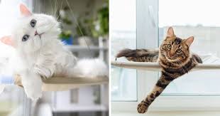 11 Cat Window Perches Your Cat Will