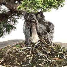 Chinese Juniper Root Over Rock Bonsai
