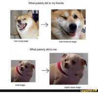 New Doggo Pupper Chart Memes Small Doggo Memes Funny Co